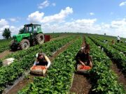 Fondi 52 milion euro, miratohen skemat e reja të mbështetjes në bujqësi