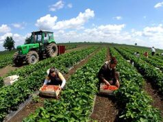 80% e të punësuarve në bujqësi pa sigurime, rrezik për sistemin e pensioneve