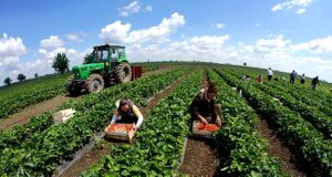 80% e të punësuarve në bujqësi pa sigurime, rrezik për sistemin e pensioneve