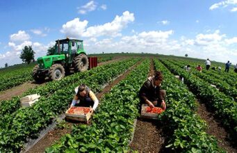 Ndryshon skema e subvencioneve në bujqësi