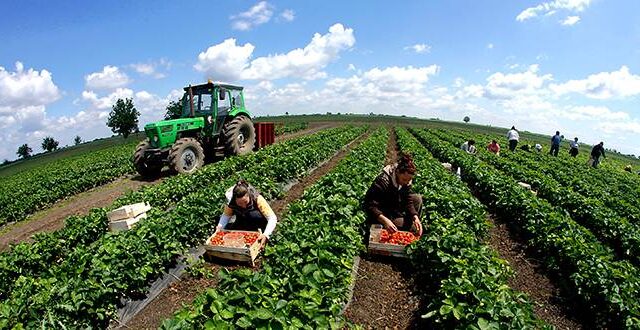 Rritja e çmimit të naftës pritet të shtrenjtojë frutat dhe perimet në treg