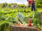 Bujqësia merr 16.5 milionë euro më shumë – Si shpërndahen financimet