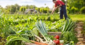 Bujqësia merr 16.5 milionë euro më shumë – Si shpërndahen financimet