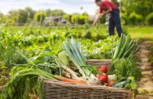 Bujqësia merr 16.5 milionë euro më shumë – Si shpërndahen financimet