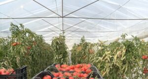 Eksportet dhe importet e gushtit në rënie