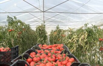 Financim deri në 2 milionë euro për sipërmarrjet në bujqësi dhe blegtori