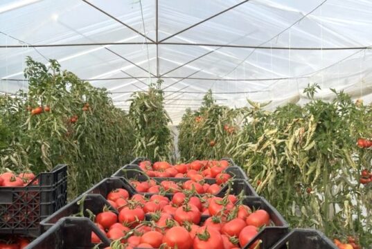 Financim deri në 2 milionë euro për sipërmarrjet në bujqësi dhe blegtori