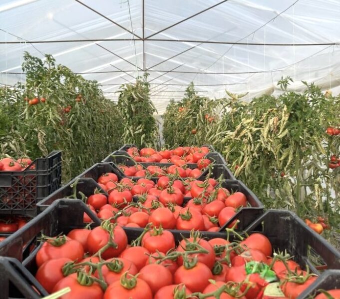 Eksportet dhe importet e gushtit në rënie