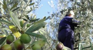 Vjelja e ullirit në 2025 nis me prodhim më të ulët, pritet deri në 50% më pak në disa zona