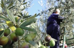 Vjelja e ullirit në 2025 nis me prodhim më të ulët, pritet deri në 50% më pak në disa zona