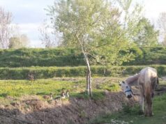 Tokat pa tapi, në shitje me 1 euro!