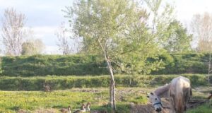 Tokat pa tapi, në shitje me 1 euro!