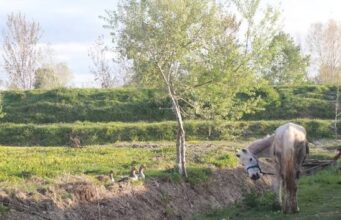 Tokat pa tapi, në shitje me 1 euro!