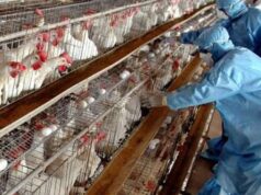 Qindra shpendë ng*rdhin në fshatin Kraps në Fier