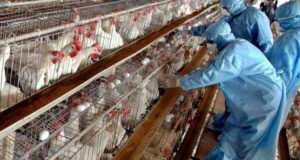 Qindra shpendë ng*rdhin në fshatin Kraps në Fier