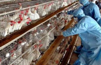 Qindra shpendë ng*rdhin në fshatin Kraps në Fier