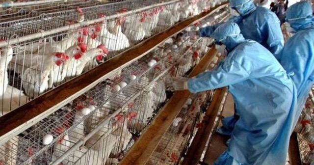 Qindra shpendë ng*rdhin në fshatin Kraps në Fier