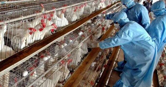 Qindra shpendë ng*rdhin në fshatin Kraps në Fier