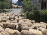 Blegtoria në Fier në rënie: Një alarm i heshtur për ekonominë rurale