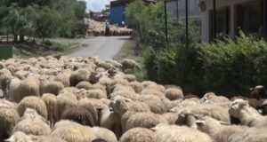 Blegtoria në Fier në rënie: Një alarm i heshtur për ekonominë rurale