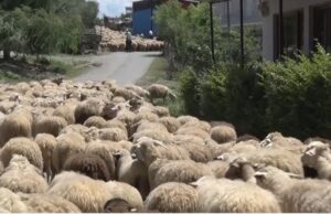 Blegtoria në Fier në rënie: Një alarm i heshtur për ekonominë rurale