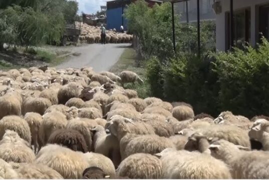 Blegtoria në Fier në rënie: Një alarm i heshtur për ekonominë rurale
