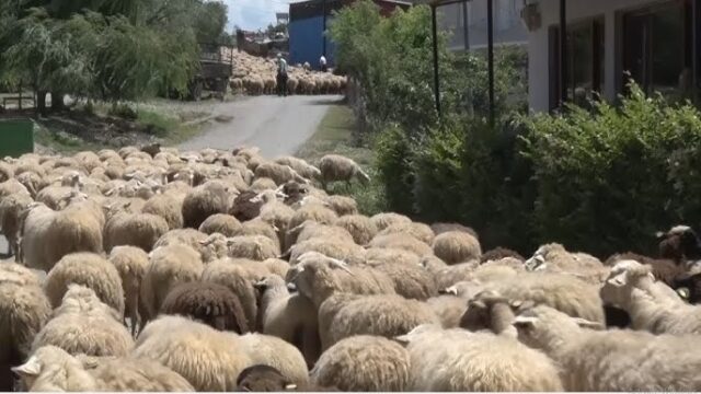 Blegtoria në Fier në rënie: Një alarm i heshtur për ekonominë rurale