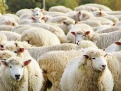 Murtaja e deleve rikthehet në Shkodër, asgjësohen dhjetëra krerë dele në Dajç