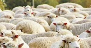 AZHBR zbardh Skemën Kombëtare 2026 për blegtorinë, ja sa përfitojnë fermerët për delet dhe dhitë