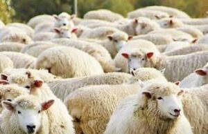 AZHBR zbardh Skemën Kombëtare 2026 për blegtorinë, ja sa përfitojnë fermerët për delet dhe dhitë