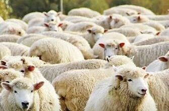 AZHBR zbardh Skemën Kombëtare 2026 për blegtorinë, ja sa përfitojnë fermerët për delet dhe dhitë