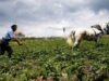 Mbi 130 mijë pensionistë vijojnë punën në Shqipëri, rritet numri i të moshuarve aktivë në tregun e punës