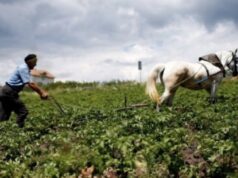 Mbi 130 mijë pensionistë vijojnë punën në Shqipëri, rritet numri i të moshuarve aktivë në tregun e punës