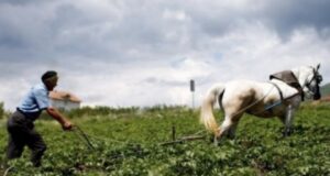 Mbi 130 mijë pensionistë vijojnë punën në Shqipëri, rritet numri i të moshuarve aktivë në tregun e punës