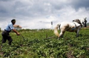 Mbi 130 mijë pensionistë vijojnë punën në Shqipëri, rritet numri i të moshuarve aktivë në tregun e punës