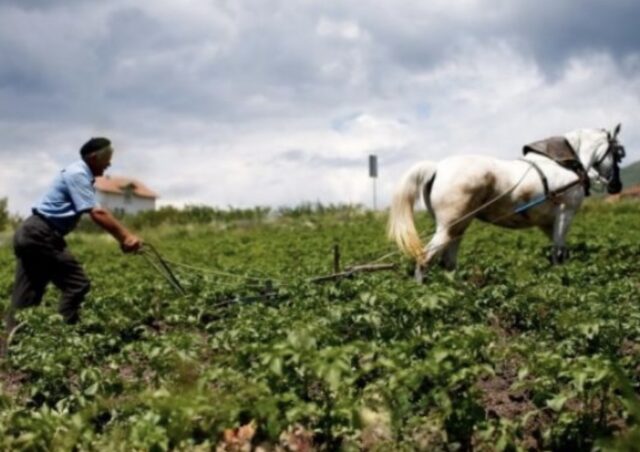 Mbi 130 mijë pensionistë vijojnë punën në Shqipëri, rritet numri i të moshuarve aktivë në tregun e punës