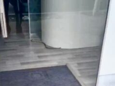 Gjarpër në një biznes në Fier, panik te punonjësit dhe kalimtarët