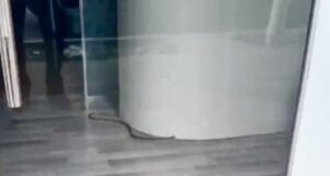 Gjarpër në një biznes në Fier, panik te punonjësit dhe kalimtarët