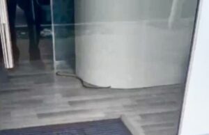 Gjarpër në një biznes në Fier, panik te punonjësit dhe kalimtarët