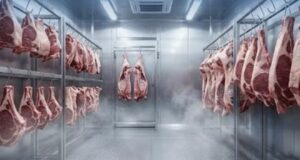 Fieri “kryeqyteti” i mishit në Shqipëri, kryeson prodhimin kombëtar