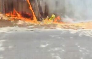Zjarr masiv në Pyllin e Sodës në Vlorë, tymi mbulon një pjesë të qytetit