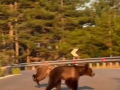 Pamje të rralla në hyrje të Pukës, dy arinj filmohen duke kaluar rrugën