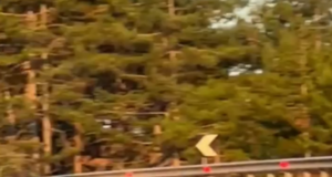 Pamje të rralla në hyrje të Pukës, dy arinj filmohen duke kaluar rrugën