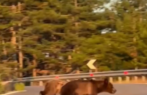 Pamje të rralla në hyrje të Pukës, dy arinj filmohen duke kaluar rrugën