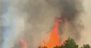 Zjarr në Çërrilë të Mallakastrës, flakët përfshijnë pisha, ullishte dhe shkurre