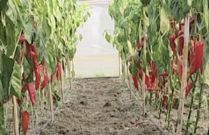 Kroacia gropos 14.7 ton speca të kuq nga Fieri, analizat zbulojnë nivel të lartë fungicidi