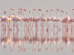 Flamingo Mirror publikon bilancin e 24 orëve të para: 127 mijë kërkime dhe 122 sulme kibernetike