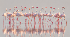 Flamingo Mirror publikon bilancin e 24 orëve të para: 127 mijë kërkime dhe 122 sulme kibernetike