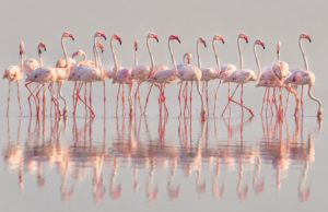Flamingo Mirror publikon bilancin e 24 orëve të para: 127 mijë kërkime dhe 122 sulme kibernetike