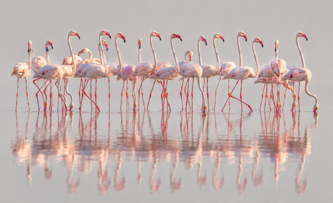 Flamingo Mirror publikon bilancin e 24 orëve të para: 127 mijë kërkime dhe 122 sulme kibernetike